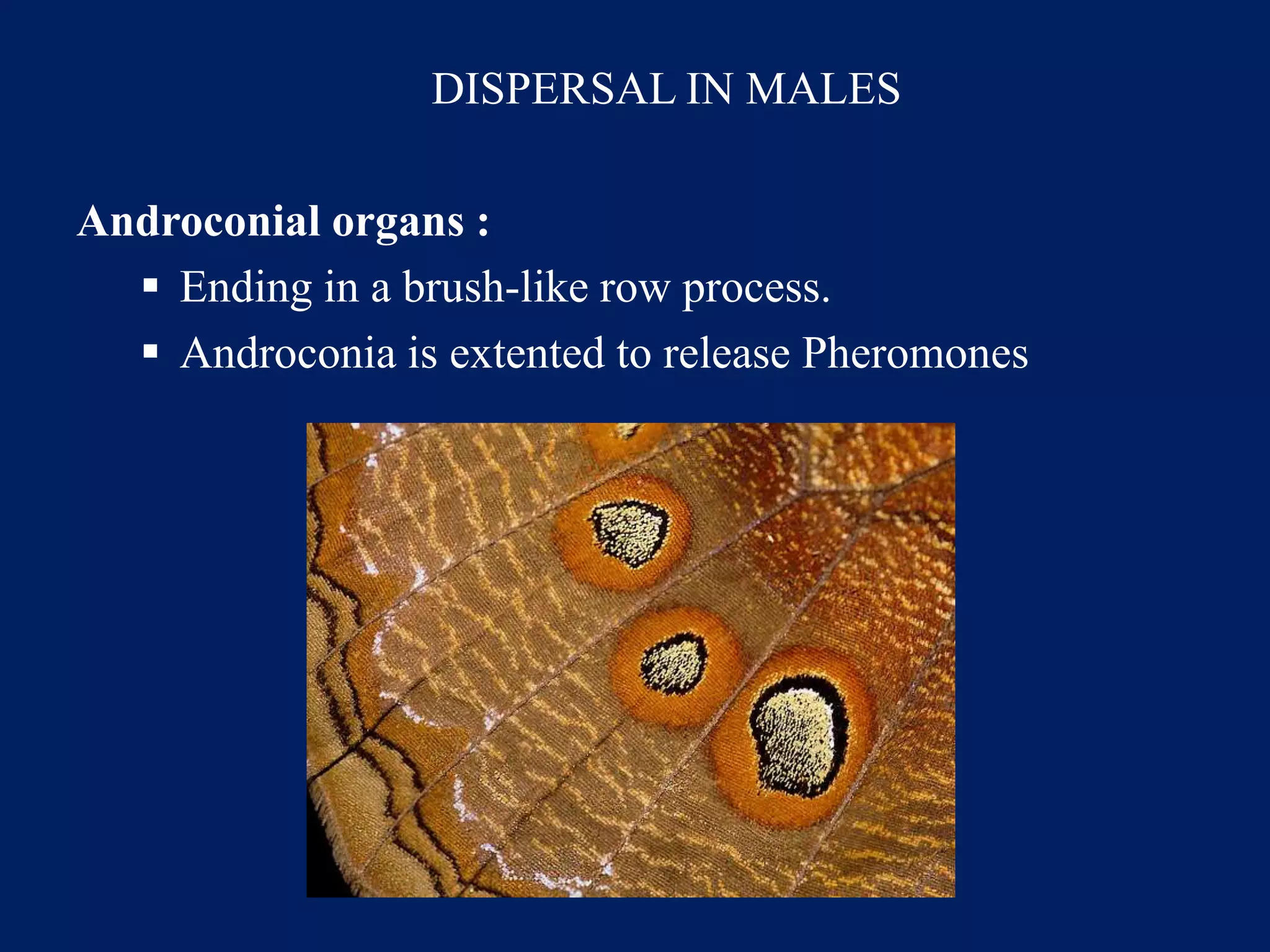 DISPERSAL IN MALES
Androconial organs :
 Ending in a brush-like row process.
 Androconia is extented to release Pheromones
 