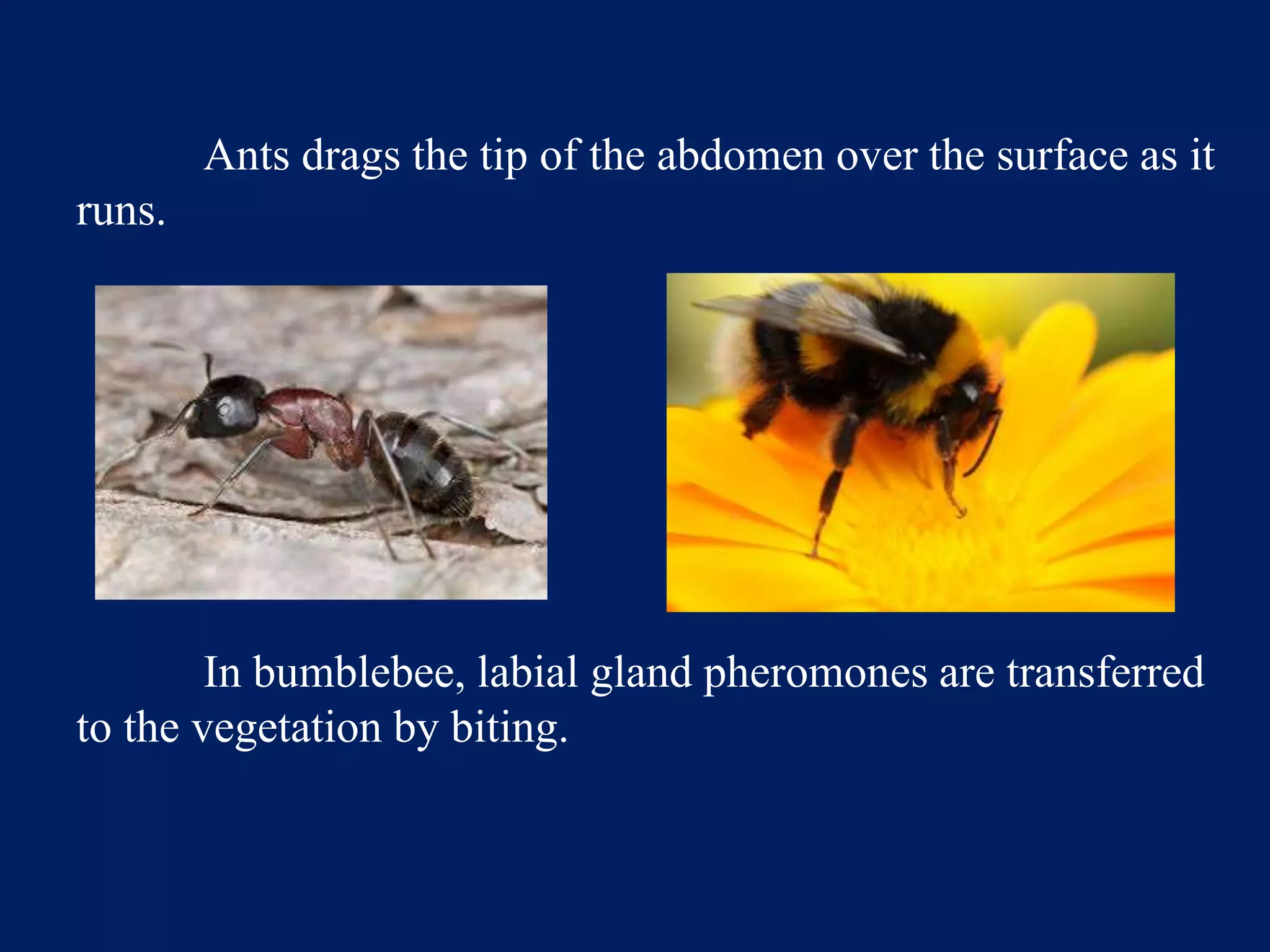 Ants drags the tip of the abdomen over the surface as it
runs.
In bumblebee, labial gland pheromones are transferred
to the vegetation by biting.
 