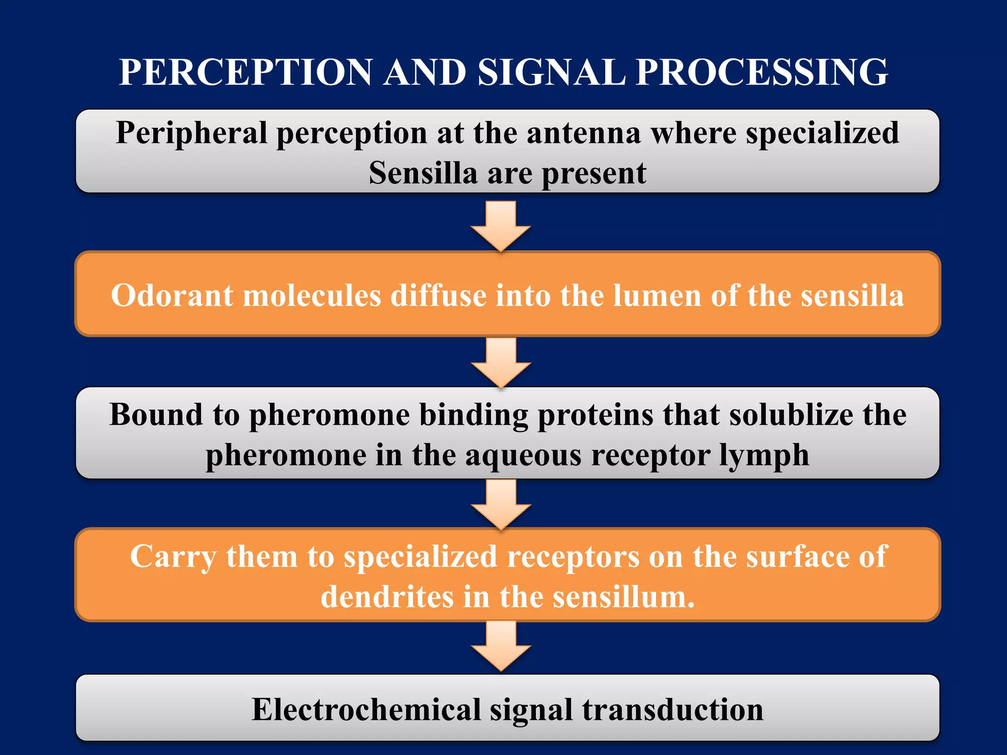 PERCEPTION AND SIGNAL PROCESSING
Peripheral perception at the antenna where specialized
Sensilla are present
Odorant molecules diffuse into the lumen of the sensilla
Bound to pheromone binding proteins that solublize the
pheromone in the aqueous receptor lymph
Carry them to specialized receptors on the surface of
dendrites in the sensillum.
Electrochemical signal transduction
 