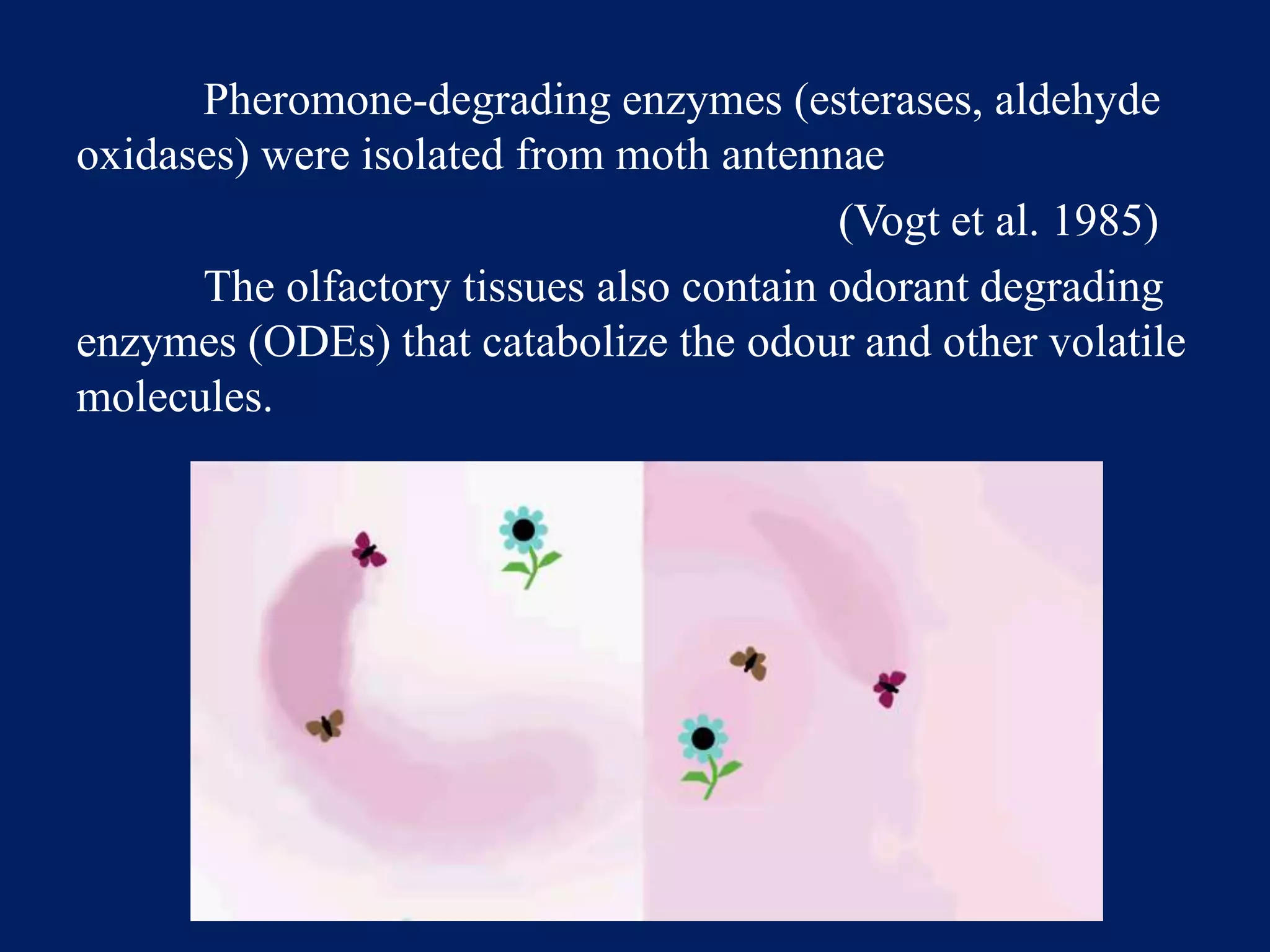 Pheromone-degrading enzymes (esterases, aldehyde
oxidases) were isolated from moth antennae
(Vogt et al. 1985)
The olfactory tissues also contain odorant degrading
enzymes (ODEs) that catabolize the odour and other volatile
molecules.
 