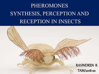 PHEROMONES
SYNTHESIS, PERCEPTION AND
RECEPTION IN INSECTS
RAVINDREN R
TAM/2018-20
 