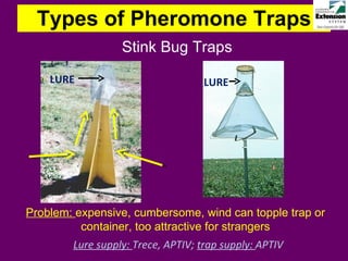 Types of Pheromone Traps Stink Bug Traps LURE LURE Lure supply:  Trece, APTIV;  trap supply:  APTIV Problem:  expensive, cumbersome, wind can topple trap or container, too attractive for strangers 