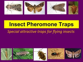 Insect Pheromone Traps Special attractive traps for flying insects 