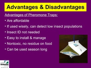 Advantages & Disadvantages Advantages of Pheromone Traps: Are affordable  If used wisely, can detect low insect populations Insect ID not needed Easy to install & manage Nontoxic, no residue on food Can be used season long 