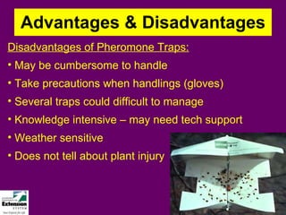 Advantages & Disadvantages Disadvantages of Pheromone Traps: May be cumbersome to handle Take precautions when handlings (gloves) Several traps could difficult to manage Knowledge intensive – may need tech support Weather sensitive Does not tell about plant injury 