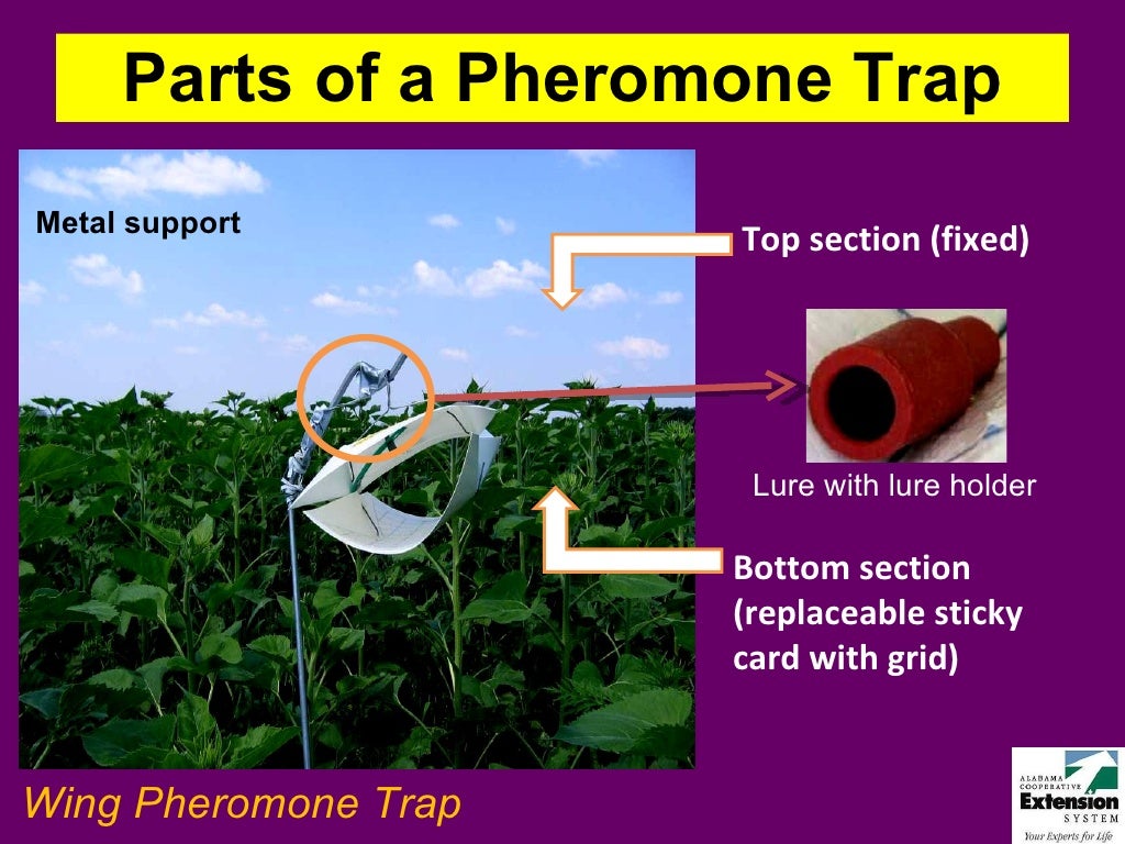What are Insect Pheromone Traps