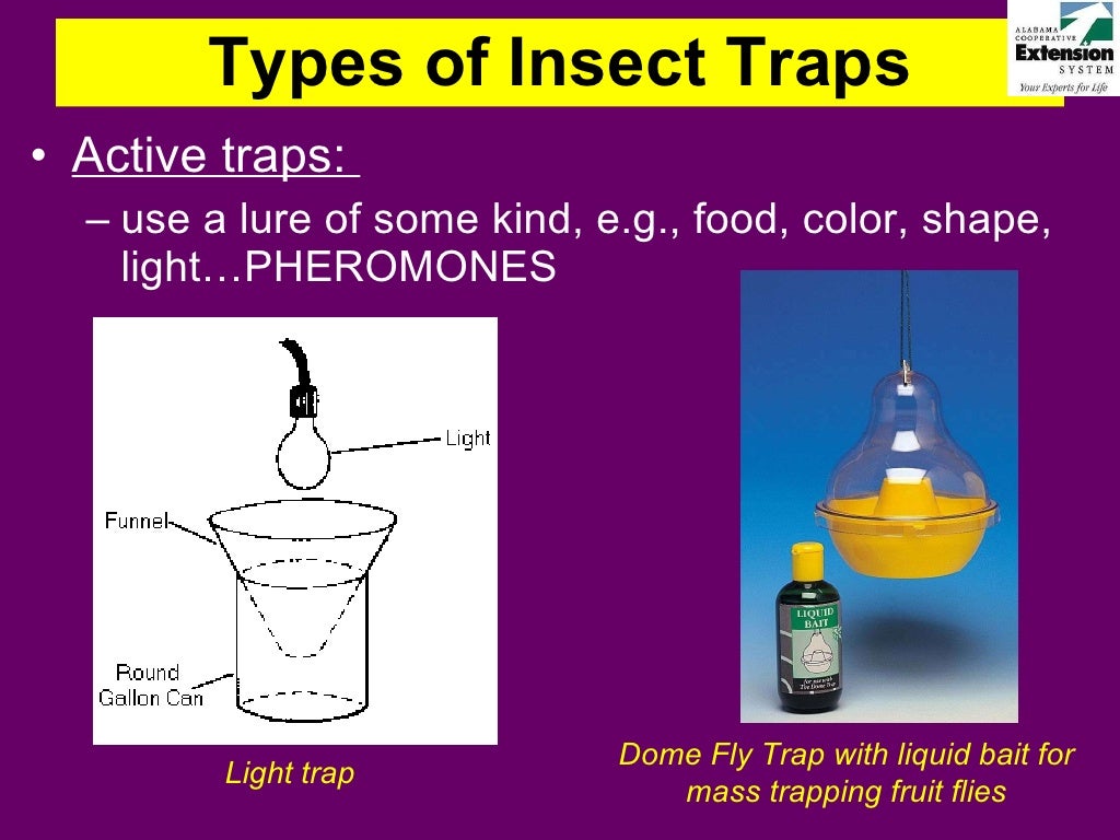 What are Insect Pheromone Traps