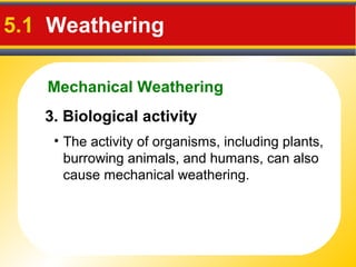 Mechanical Weathering
5.1 Weathering
3. Biological activity
• The activity of organisms, including plants,
burrowing animals, and humans, can also
cause mechanical weathering.
 