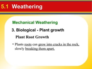 Mechanical Weathering
5.1 Weathering
3. Biological - Plant growth
• Plants roots can grow into cracks in the rock,
slowly breaking them apart.
Plant Root Growth
 
