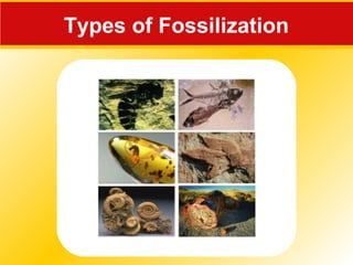 Types of Fossilization
 