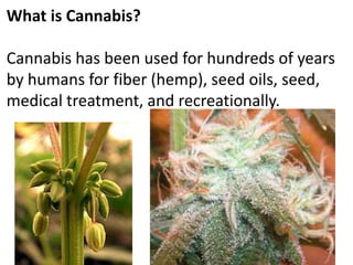 What is Cannabis?
Cannabis has been used for hundreds of years
by humans for fiber (hemp), seed oils, seed,
medical treatm...