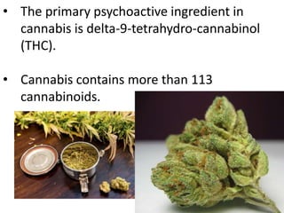 • The primary psychoactive ingredient in
cannabis is delta-9-tetrahydro-cannabinol
(THC).
• Cannabis contains more than 11...
