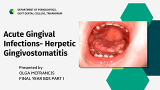 Presented by
OLGA MCFRANCIS
FINAL YEAR BDS PART 1
Acute Gingival
Infections- Herpetic
Gingivostomatitis
DEPARTMENT OF PERIODONTICS ,
GOVT DENTAL COLLEGE, TRIVANDRUM
 