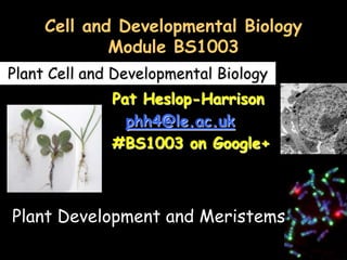Cell and Developmental Biology
             Module BS1003
Plant Cell and Developmental Biology
              Pat Heslop-Harrison
                phh4@le.ac.uk
              #BS1003 on Google+



Plant Development and Meristems
 