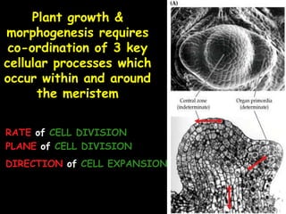 http://www2.mcdaniel.edu/Biology/botf99/tissimages/meristematic.html
 