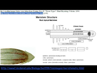 Heslop-Harrison Plant development and meristems BS1003