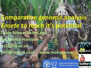 Genomics, mutation breeding
and society
Trude Schwarzacher and
Pat Heslop-Harrison
TS32@le.ac.uk
PHH@molcyt.com www.molcyt.com
Talk prepared for meeting May 2017 of
PatHH1
Slideshare
 