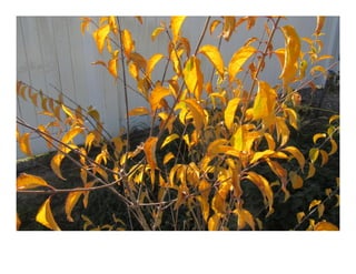 Philadelphus lewisii    web show-2020