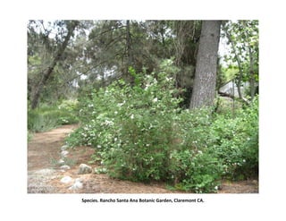 Species. Rancho Santa Ana Botanic Garden, Claremont CA.
 