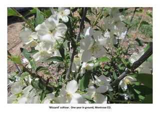 ‘Blizzard’ cultivar. One year in ground, Montrose CO.
 