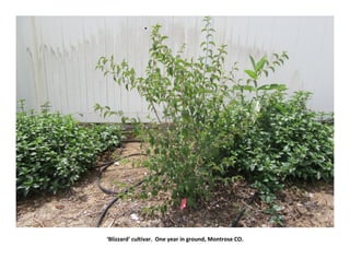 ‘Blizzard’ cultivar. One year in ground, Montrose CO.
 