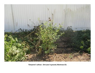 ‘Cheyenne’ cultivar. One year in ground, Montrose CO.
 