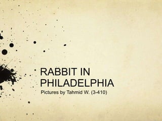 RABBIT IN
PHILADELPHIA
Pictures by Tahmid W. (3-410)
 