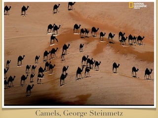 Camels, George Steinmetz
 