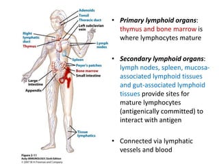 • Primary lymphoid organs:
thymus and bone marrow is
where lymphocytes mature
• Secondary lymphoid organs:
lymph nodes, spleen, mucosa-
associated lymphoid tissues
and gut-associated lymphoid
tissues provide sites for
mature lymphocytes
(antigenically committed) to
interact with antigen
• Connected via lymphatic
vessels and blood
 