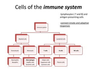 Cells of the immune system
Immune system
Myeloid cells
Granulocytic
Neutrophils
Basophils
Monocytic
Macrophages
Kupffer cells
Dendritic cells
Lymphoid cells
T cells
Helper cells
Suppressor cells
Cytotoxic cells
B cells
Plasma cells
NK cells
-lymphocytes ( T and B) and
antigen-presenting cells
-connect innate and adaptive
responses
 