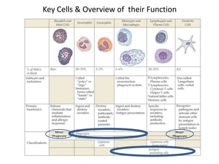Key Cells & Overview of their Function
Major
Phagocyte
Minor
Phagocyte
 