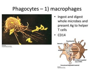 Phagocytes – 1) macrophages
• Ingest and digest
whole microbes and
present Ag to helper
T cells
• CD14
 