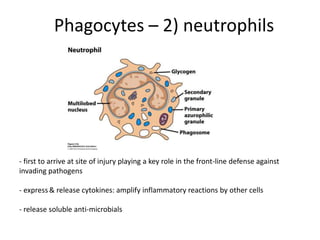 Phagocytes – 2) neutrophils
- first to arrive at site of injury playing a key role in the front-line defense against
invading pathogens
- express & release cytokines: amplify inflammatory reactions by other cells
- release soluble anti-microbials
 