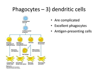 • Are complicated
• Excellent phagocytes
• Antigen-presenting cells
Phagocytes – 3) dendritic cells
 