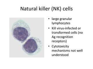 Natural killer (NK) cells
• large granular
lymphocytes
• Kill virus-infected or
transformed cells (no
Ag recognition
receptors)
• Cytotoxicity
mechanisms not well
understood
 