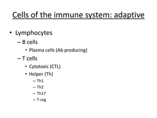 Cells of the immune system: adaptive
• Lymphocytes
– B cells
• Plasma cells (Ab producing)
– T cells
• Cytotoxic (CTL)
• Helper (Th)
– Th1
– Th2
– Th17
– T-reg
 