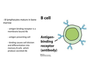 - B lymphocytes mature in bone
marrow
- antigen binding receptor is a
membrane bound Ab
- antigen presenting cell
- binding causes cell division
and differentiation into
memory B cells which
produce secreted Ab
 