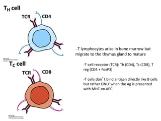 - T lymphocytes arise in bone marrow but
migrate to the thymus gland to mature
-T-cell receptor (TCR): Th (CD4), Tc (CD8), T
reg (CD4 + FoxP3)
-T cells don’t bind antigen directly like B cells
but rather ONLY when the Ag is presented
with MHC on APC
 