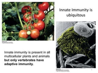 Innate immunity is present in all
multicellular plants and animals
but only vertebrates have
adaptive immunity.
Innate Immunity is
ubiquitous
6
 