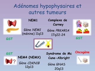 Adénomes hypophysaires et
           autres tumeurs
                NEM1          Complexe de
                                 Carney
             Gène NEM1       Gène PRKAR1A
            (ménine) 11q13     17q22-24
GST                                           GST



GST                          Syndrome de Mc   Oncogène
          NEM4 (NEMX)         Cune-Albright
      ?   Gène CDKN1B        Gène GNAS
             12p13
                                 20q13
 