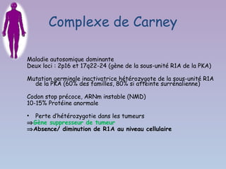 Complexe de Carney

Maladie autosomique dominante
Deux loci : 2p16 et 17q22-24 (gène de la sous-unité R1A de la PKA)

Mutation germinale inactivatrice hétérozygote de la sous-unité R1A
  de la PKA (60% des familles, 80% si atteinte surrénalienne)

Codon stop précoce, ARNm instable (NMD)
10-15% Protéine anormale

• Perte d’hétérozygotie dans les tumeurs
⇒Gène suppresseur de tumeur
⇒Absence/ diminution de R1A au niveau cellulaire
 