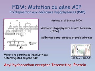 FIPA: Mutation du gène AIP
    Prédisposition aux adénomes hypophysaires (PAP)

                                      Vierimaa et al Science 2006


                             Adénomes hypophysaires isolés familiaux
                                   (FIPA)

                             Adénomes somatotropes et prolactinomes




Mutations germinales inactivatrices
hétérozygotes du gène AIP                              p.Gln14X c.40 C>T


Aryl hydrocarbon receptor Interacting Protein
 