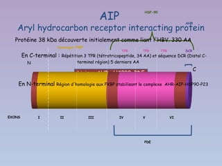 AIP
                                                                  HSP-90


                                                                                      AHR
   Aryl hydrocarbon receptor interacting protein
  Protéine 38 kDa découverte initialement comme liant l'HBV. 330 AA
                      Homologie FKBP
                                                      TPR        TPR       TPR        DCR
        En C-terminal :   Répétition 3 TPR (tétratricopeptide, 34 AA) et séquence DCR (Distal C-
          N                      terminal région) 5 derniers AA
                                                                                            C
                                 Liaison AHR , HSP90, PDE
    En N-terminal    Région d'homologie aux FKBP stabilisant le complexe AHR-AIP-HSP90-P23



                    Rétention cytoplasmique_complexe non activé

EXONS         I           II           III           IV          V               VI




                                                                  PDE
 