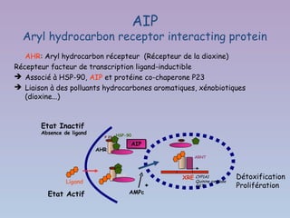 AIP
  Aryl hydrocarbon receptor interacting protein
   AHR: Aryl hydrocarbon récepteur (Récepteur de la dioxine)
Récepteur facteur de transcription ligand-inductible
➔ Associé à HSP-90, AIP et protéine co-chaperone P23
➔ Liaison à des polluants hydrocarbones aromatiques, xénobiotiques
   (dioxine...)



       Etat Inactif
       Absence de ligand            HSP-90
                             P 23

                                          AIP
                                          AIP
                           AHR
                                                         ARNT



                                    NLS
                                                     XRE CYP1A1            Détoxification
                Ligand                                   Quinine oxydase
                                                 +       GST               Prolifération
         Etat Actif                       AMPc
 