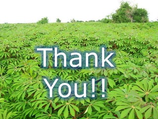 The Philippine Department of Agriculture and its Cassava Industry Roadmap