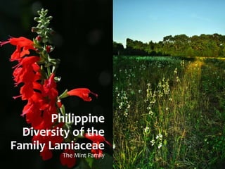 Philippine 
Diversity of the 
Family Lamiaceae 
The Mint Family 
 