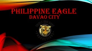 PHILIPPINE EAGLE
DAVAO CITY
 