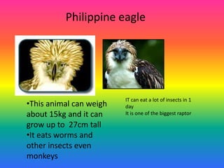 Philippine eagle IT can eat a lot of insects in 1 day It is one of the biggest raptor ,[object Object]
