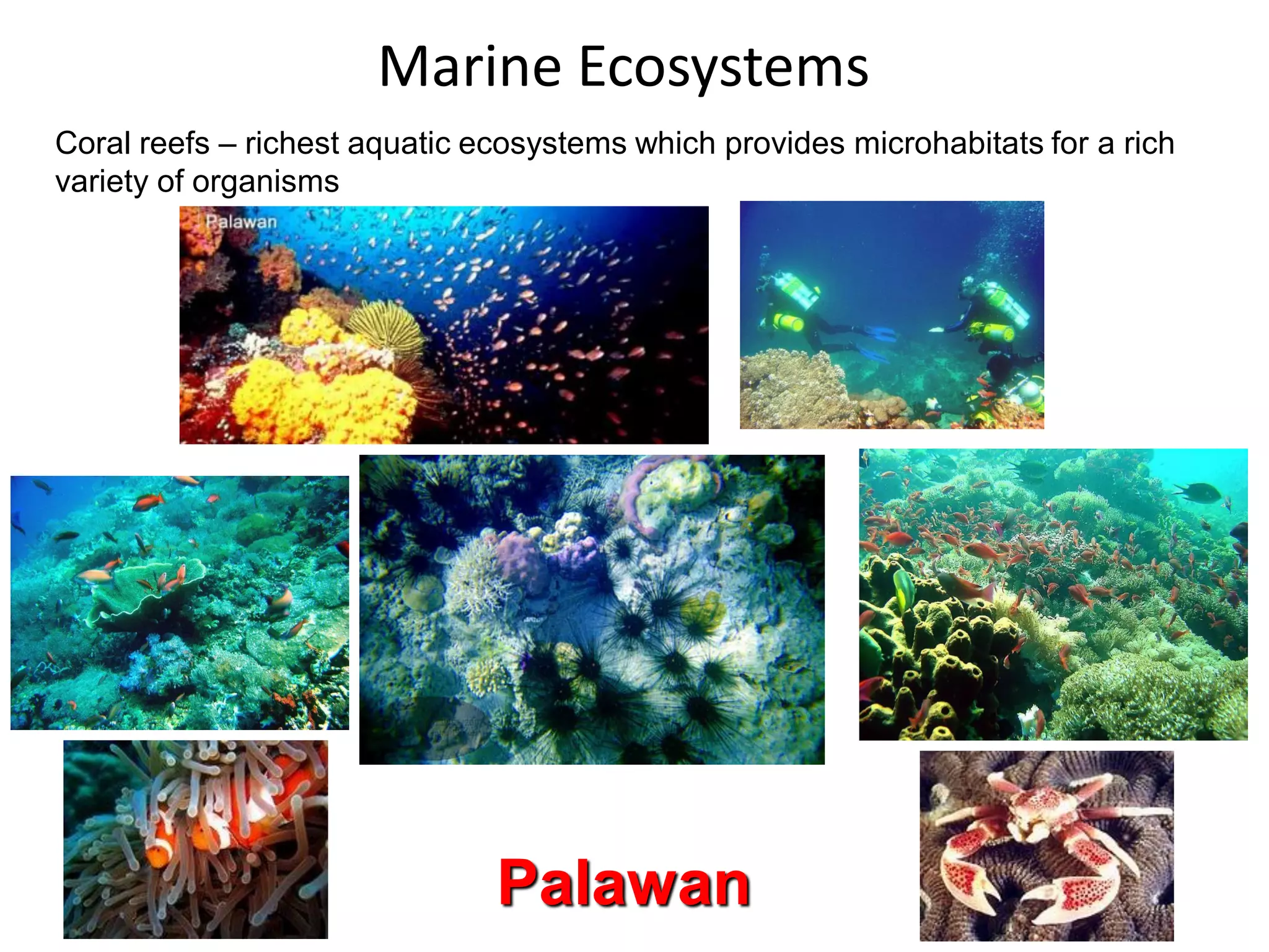 Philippine ecosystems lecture notes | PDF
