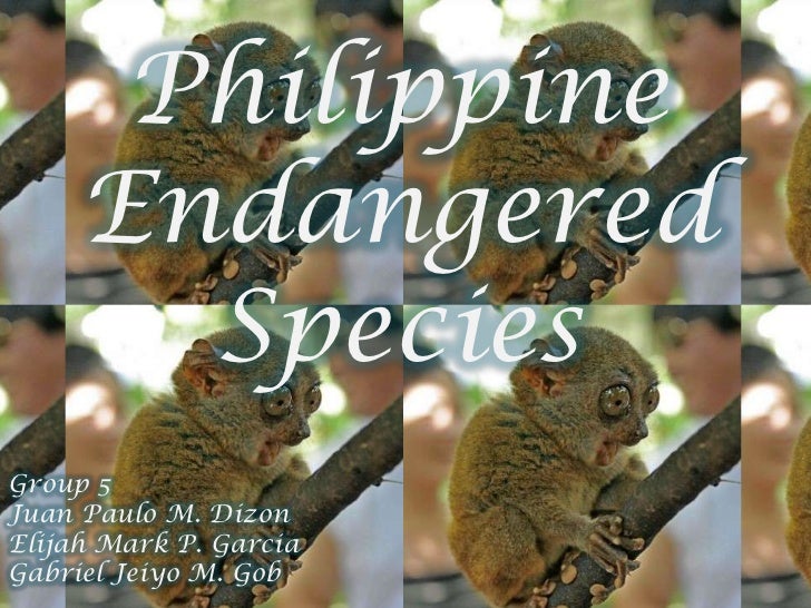 essay about endangered species in the philippines